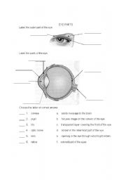 English Worksheet: EYE PARTS