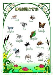 English Worksheet: Insects