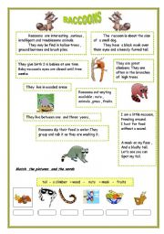 English Worksheet: ANIMAL SERIES-4 , RACCOONS , SIMPLE PRESENT 