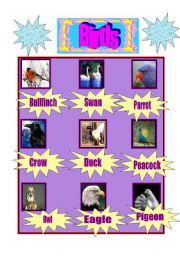 English Worksheet: Birds