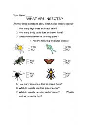 English Worksheet: What Are Insects