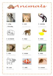 English worksheet: animals