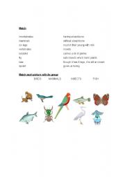 English worksheet: groupint animals