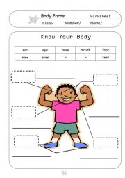English Worksheet: Know Your Body