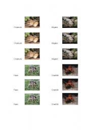 English worksheet: Animal Memory