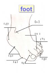 Foot - body parts - feet, flashcard - human body, 1 ankle,3 instep,5 big toe,7little toe,2 heel,4 ball,6 toe,8 toe nail