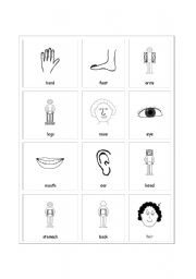 English worksheet: body parts