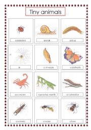 English Worksheet: tiny animals voc