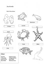 English Worksheet: Sea Animals