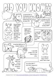 English Worksheet: Interesting Facts About Animals