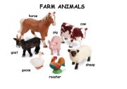 farm animals