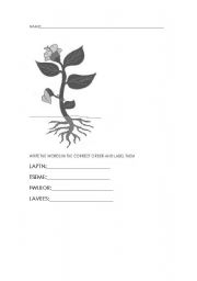 English worksheet: plants