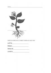 English Worksheet: plants