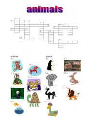 English Worksheet: animals crossword