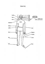 English worksheet: Human Body