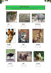 English worksheet: Wild Animals