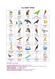 English Worksheet: All about birds