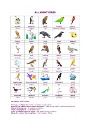 English Worksheet: All about birds