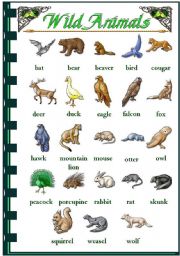 English Worksheet: wild animals