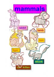 English worksheet: mammals flashcards #1- rabbit-lamb-tiger-lion-cat-kitten-skunk