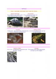 English Worksheet: reptiles