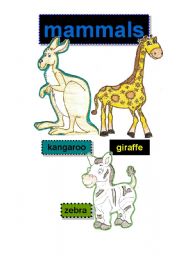 English Worksheet: mammals #3 - flashcards - kangaroo-giraffe-zebra