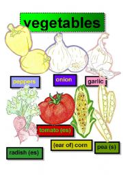 VEGETABLES - FLASHCARDS #1- peppers-onion-garlic-radish (es)- tomato (es)-(ear of) corn-pea (s)