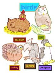 English Worksheet: BIRDS - FLASHCARDS #1 - chicken-owl-turkey-vulture-penguin