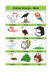 Animal Groups-Birds (4/5)