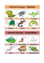 English Worksheet: Animal Groups-Reptiles and Amphibians (5/5)