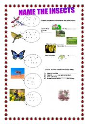 English Worksheet:  name the insects...