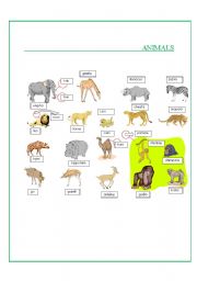 English worksheet: Animals- Part II