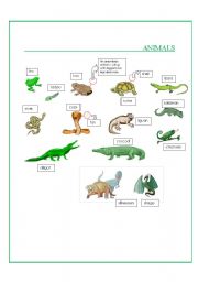 English worksheet: Animals Part III