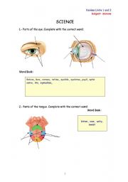 English worksheet: REVIEW YOUR VOCABULARY ABOUT SENSES, BONES AND MUSCLES