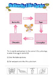 English Worksheet: Butterfly Life Cycle