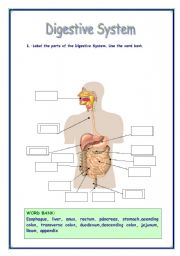 English Worksheet: DIGESTIVE SYSTEM VOCABULARY