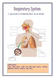 RESPIRATORY SYSTEM