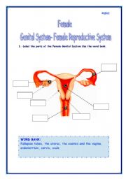 FEMALE GENITAL SYSTEM-FEMALE REPRODUCTIVE SYSTEM