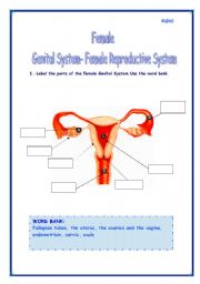 English Worksheet: FEMALE GENITAL SYSTEM-FEMALE REPRODUCTIVE SYSTEM