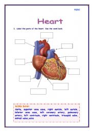 English Worksheet: Parts of the Heart