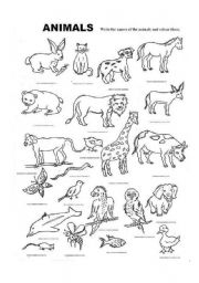 English Worksheet: animals