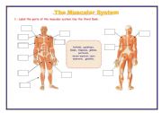 THE MUSCULAR SYSTEM