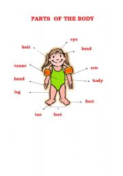 English Worksheet: parts of the body