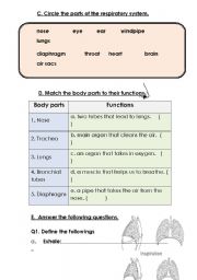 English Worksheet: Human Body-2