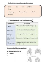 English Worksheet: Human Body-2