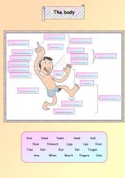 English Worksheet: Body parts