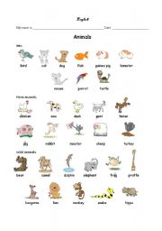 English Worksheet: Animals (Pets, Farm, Wild)