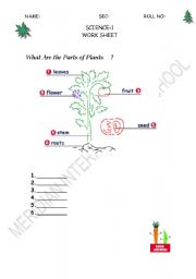 English Worksheet: parts of plant