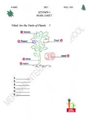 English worksheet: parts of plant