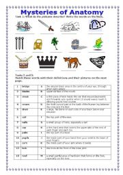 English Worksheet: Mysteries of Anatomy (23/07/08)